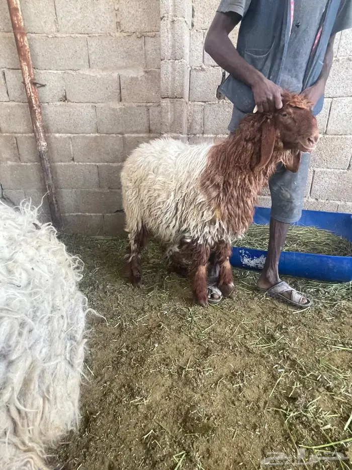 ضحايا نعيمي بلدي 6 شهور ( تم البيع للجميع ) 2