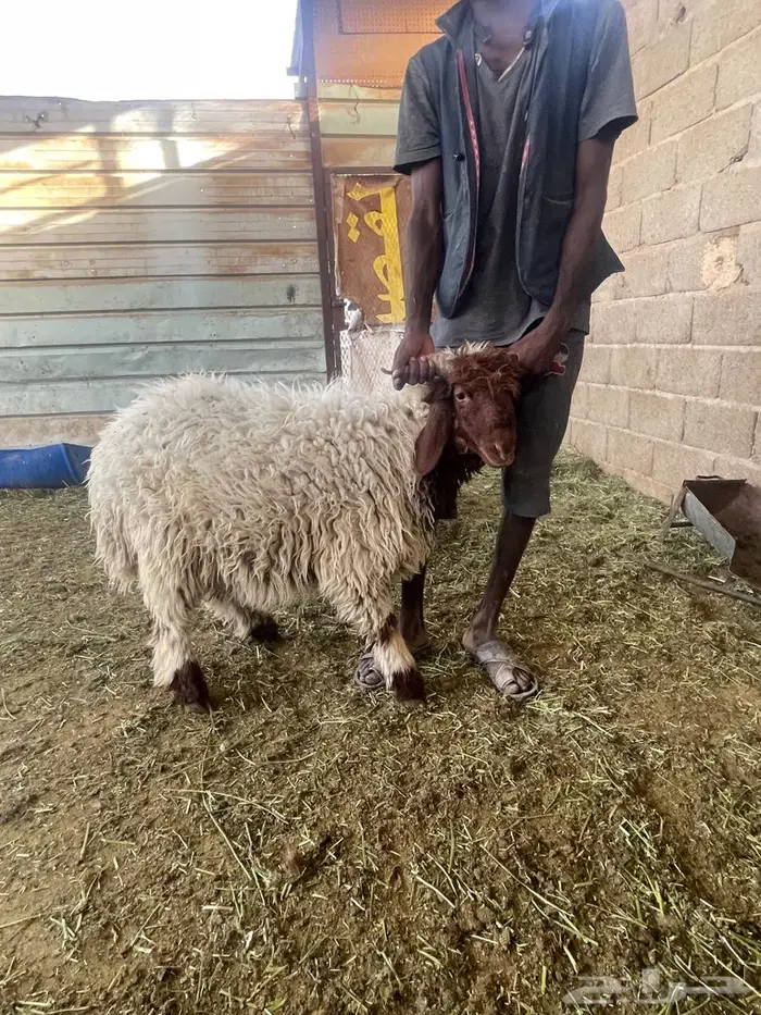 ضحايا نعيمي بلدي 6 شهور ( تم البيع للجميع ) 3