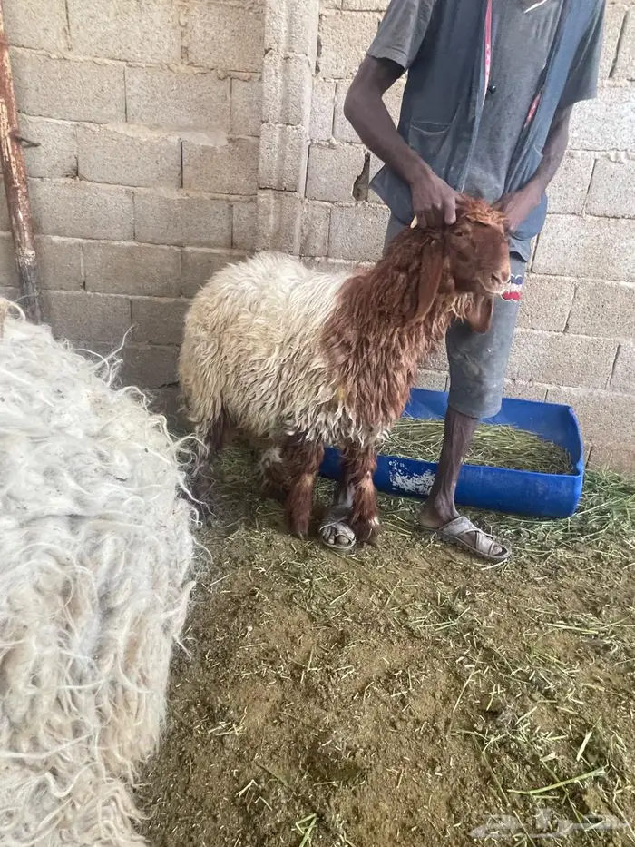 ضحايا نعيمي بلدي 6 شهور ( تم البيع للجميع ) 1