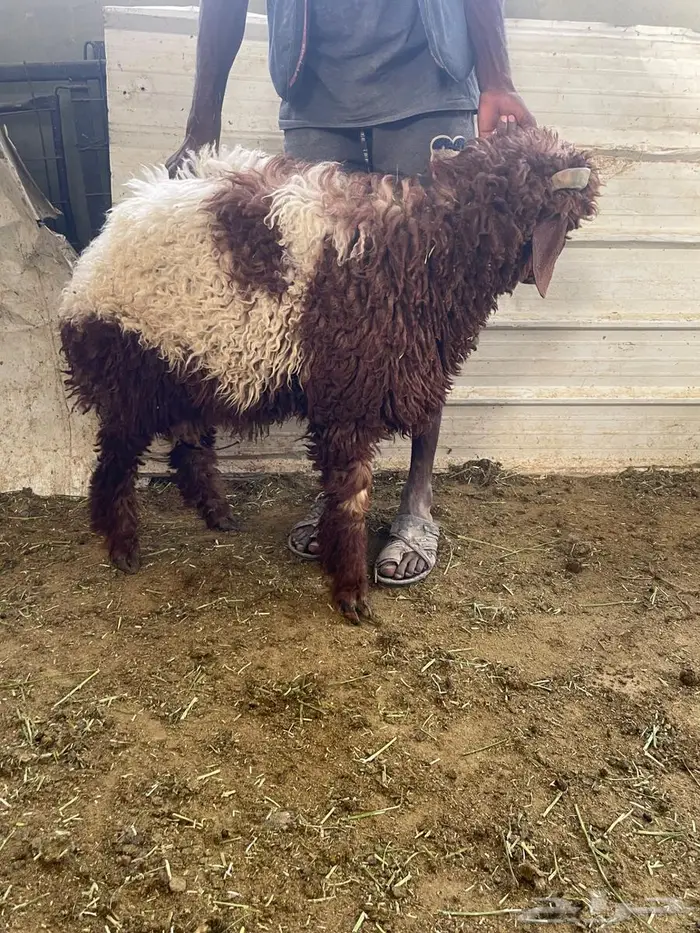 ضحايا نعيمي بلدي 6 شهور ( تم البيع للجميع ) 4