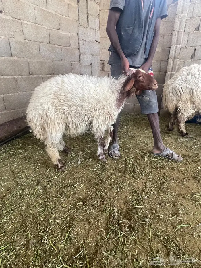 ضحايا نعيمي بلدي 6 شهور ( تم البيع للجميع ) 0