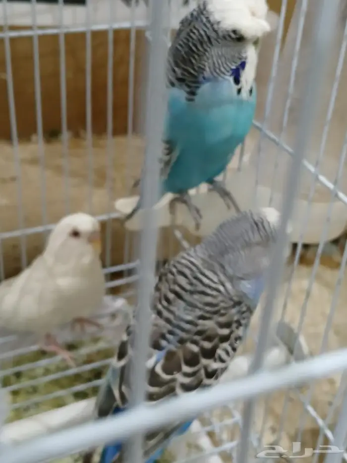 ببغوات وكرونات وبادجي للبيع 25