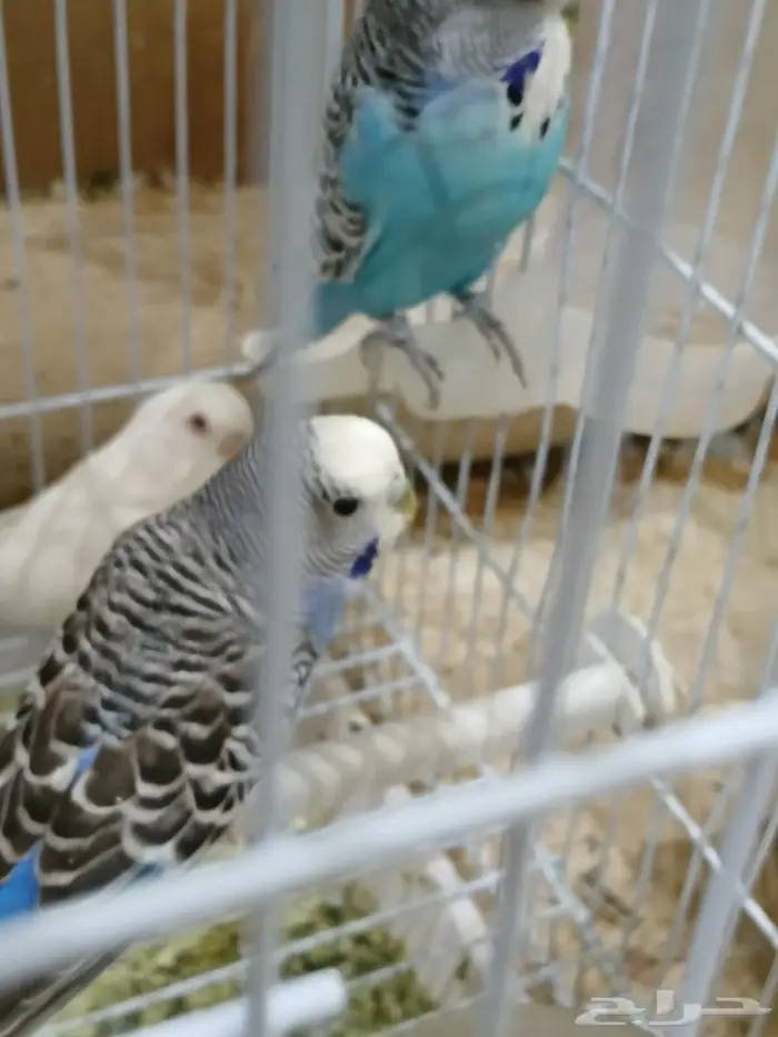 ببغوات وكرونات وبادجي للبيع 22