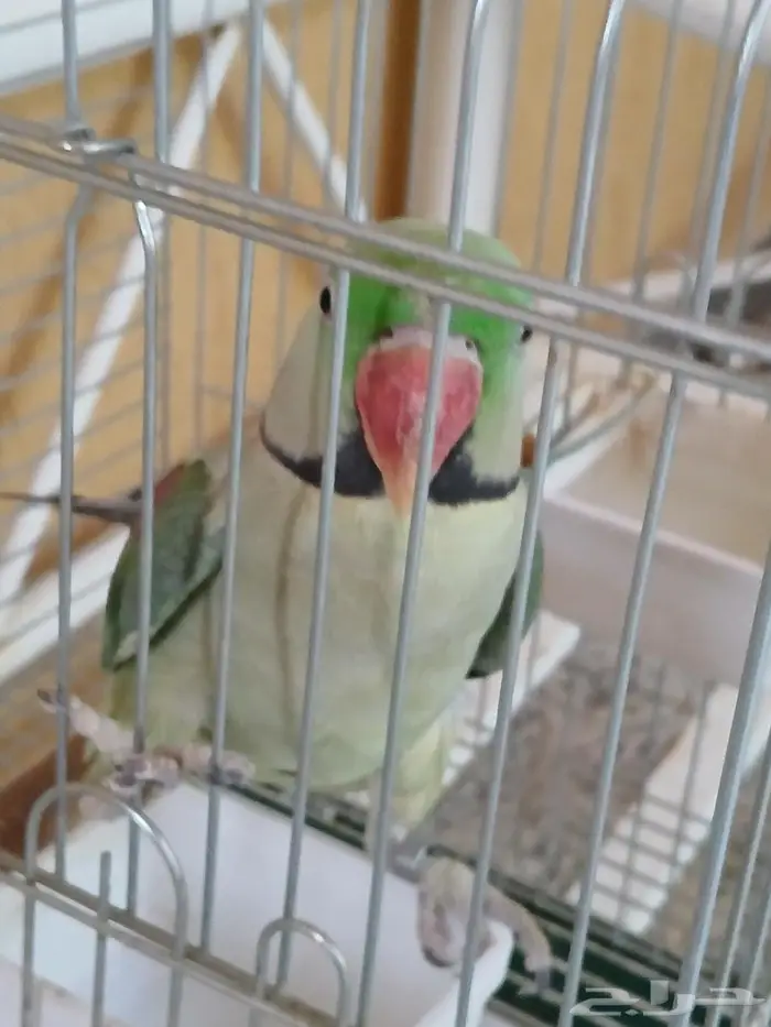 ببغوات وكرونات وبادجي للبيع 5