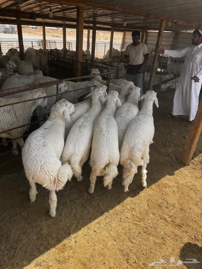 اضاحي حريات فل الفل ناهيه 2