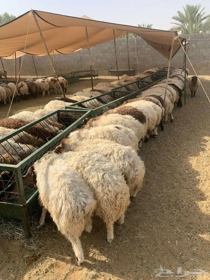 نعيمي أردني اضاحي 2
