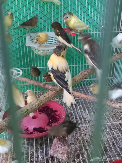 السلام عليكم ورحمة الله فروخ كناري للبيع  تم البيع 4