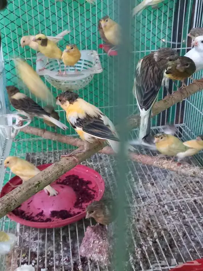 السلام عليكم ورحمة الله فروخ كناري للبيع  تم البيع 3
