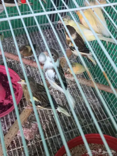 السلام عليكم ورحمة الله فروخ كناري للبيع  تم البيع 2