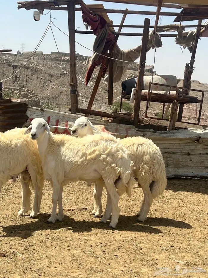 طليان ضحايا فل شحم ع الشرط 0