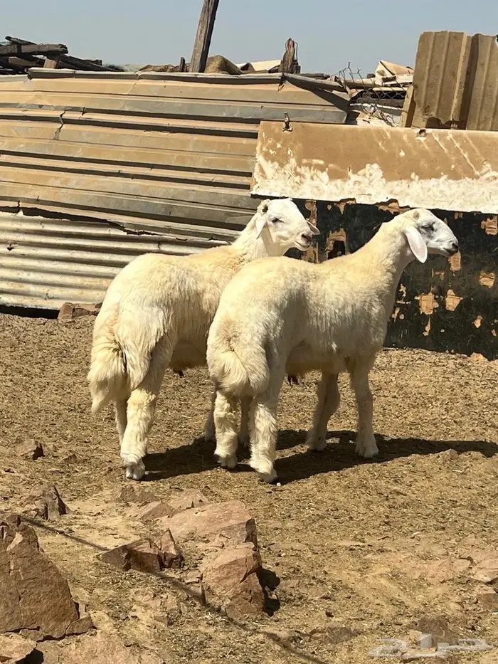 طليان ضحايا فل شحم ع الشرط 3