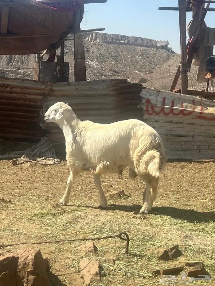 طليان ضحايا فل شحم ع الشرط 10