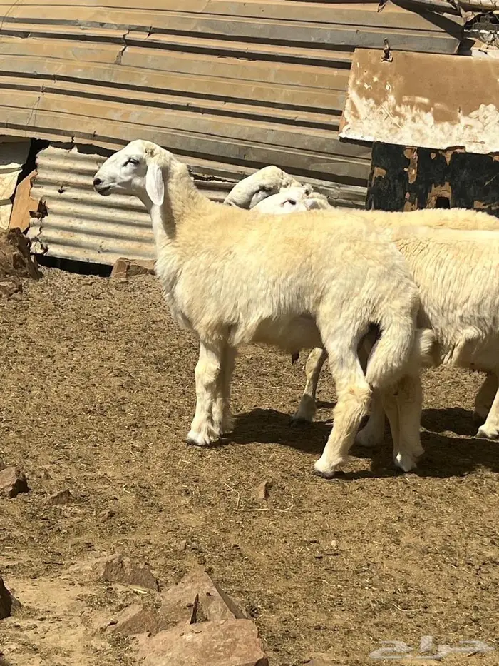 طليان ضحايا فل شحم ع الشرط 5