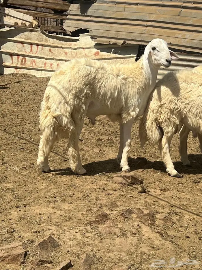 طليان ضحايا فل شحم ع الشرط 2