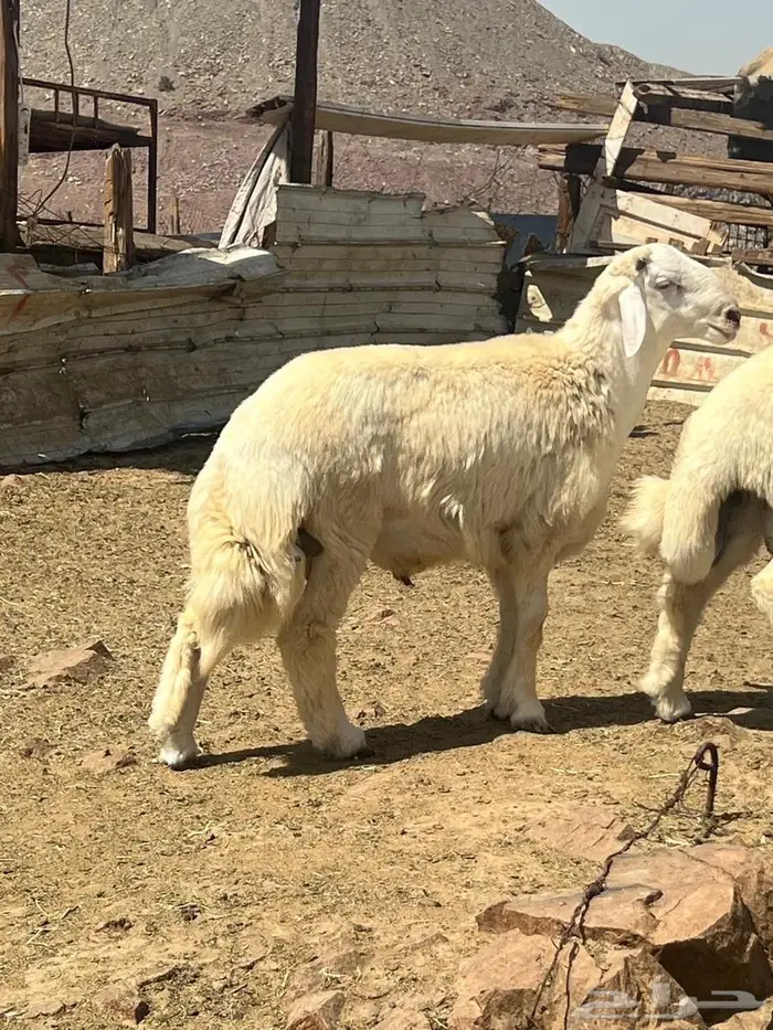 طليان ضحايا فل شحم ع الشرط 7