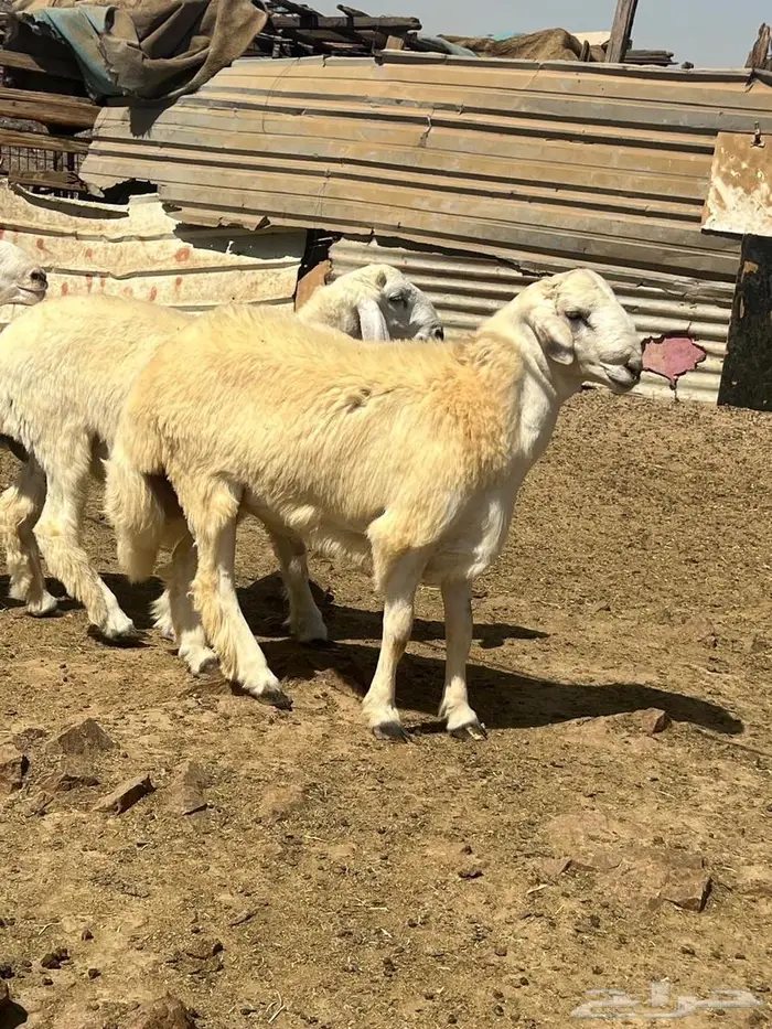 طليان ضحايا فل شحم ع الشرط 6