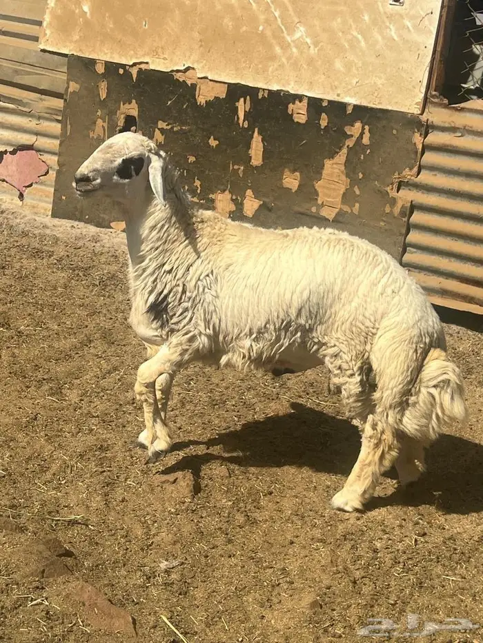 طليان ضحايا فل شحم ع الشرط 11