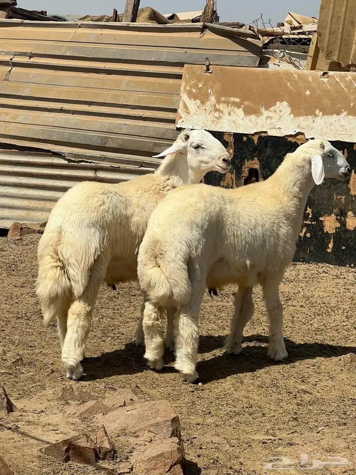 طليان ضحايا فل شحم ع الشرط 8