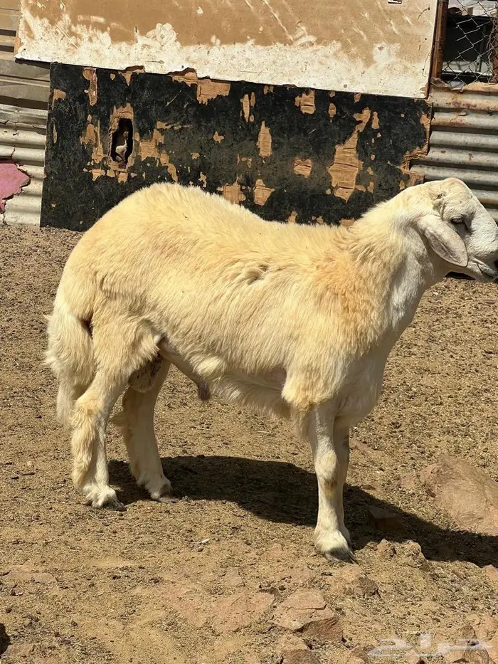 طليان ضحايا فل شحم ع الشرط 9