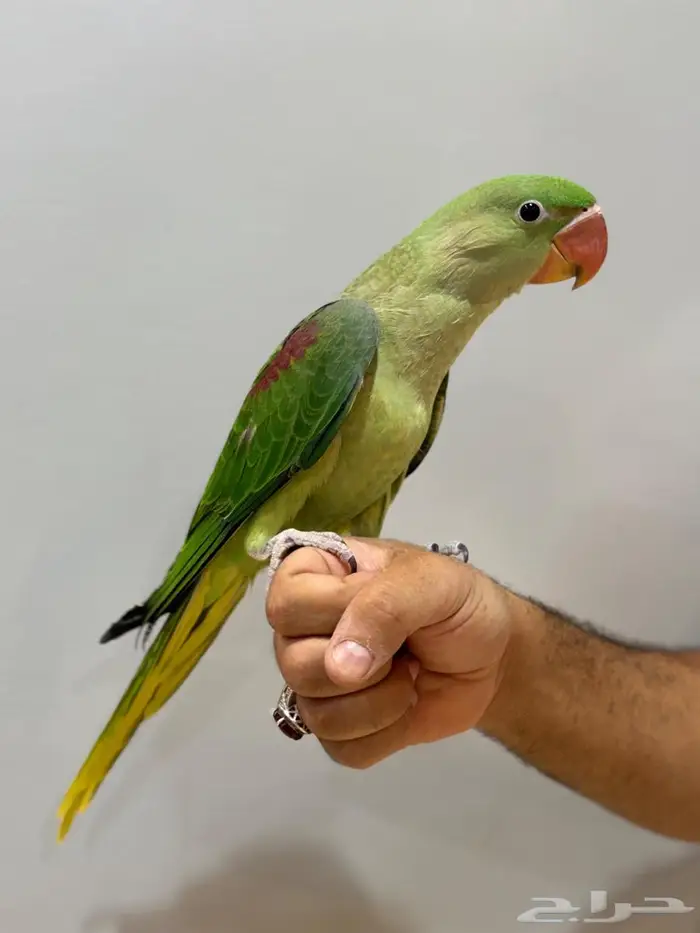 درة نيبالية 0