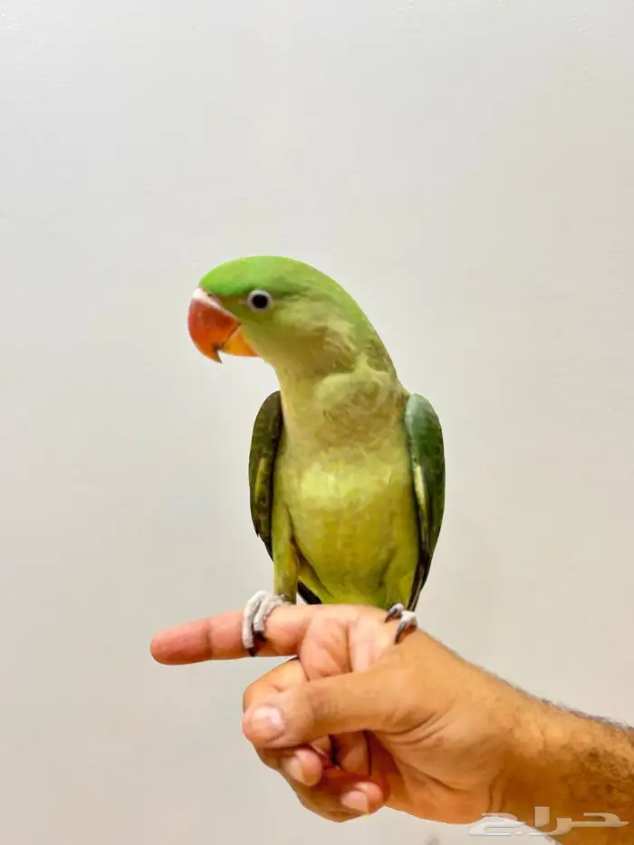 درة نيبالية 2