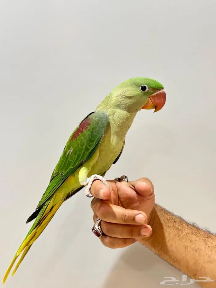 درة نيبالية 1