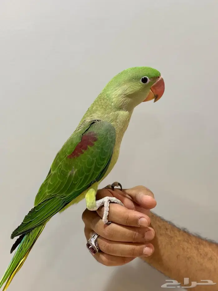 درة نيبالية 3