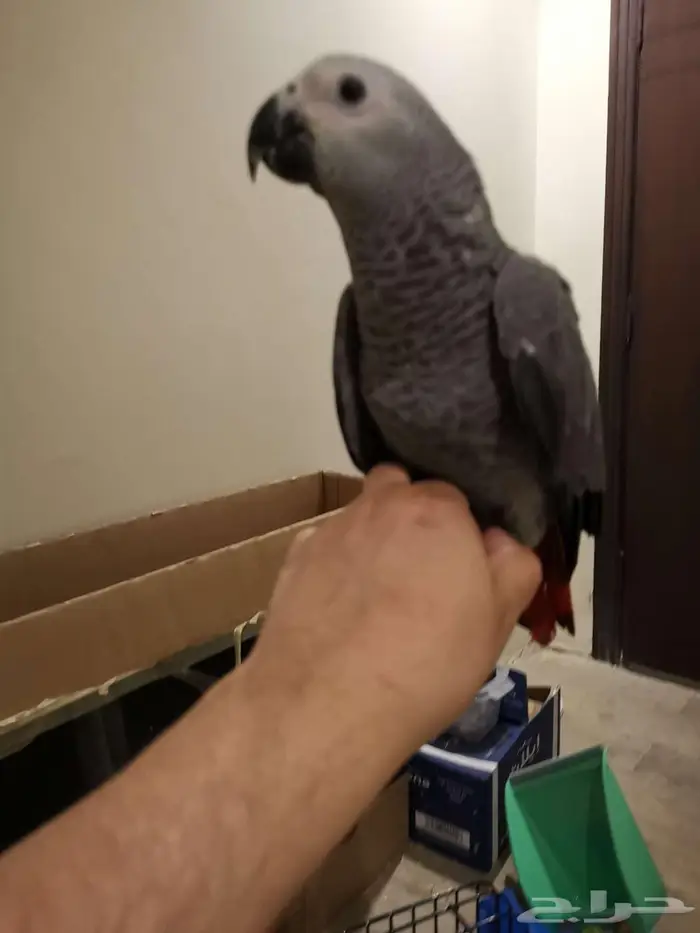 كاسكو فرخ - تم البيع 6