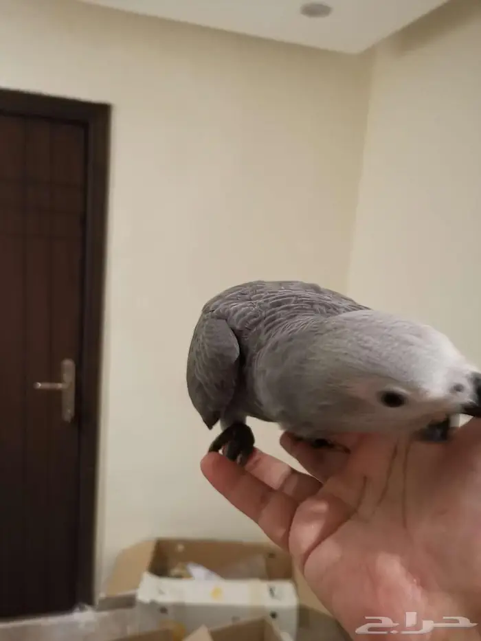 كاسكو فرخ - تم البيع 4