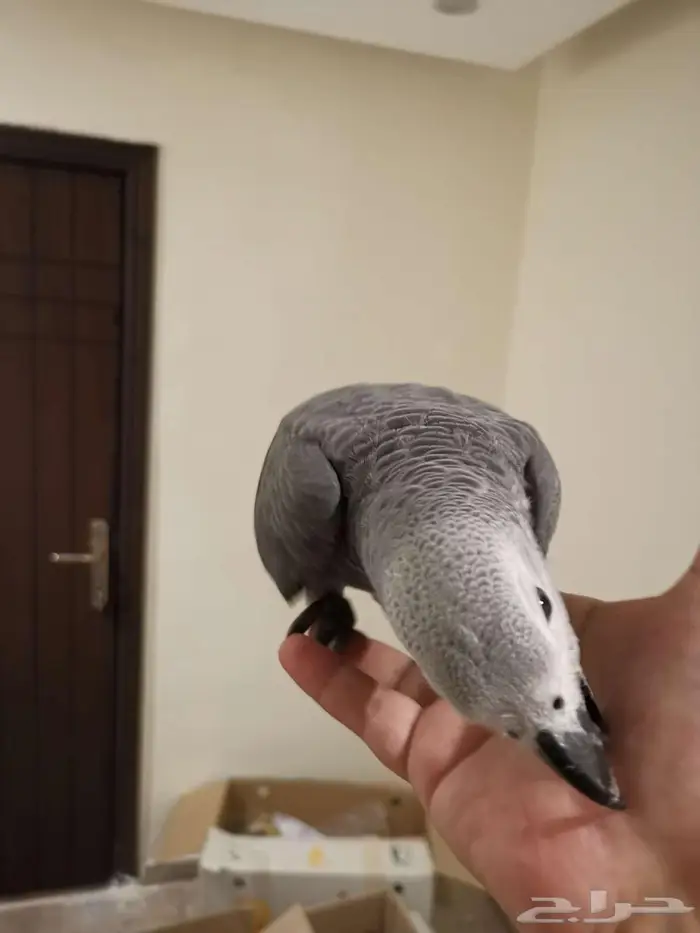 كاسكو فرخ - تم البيع 2