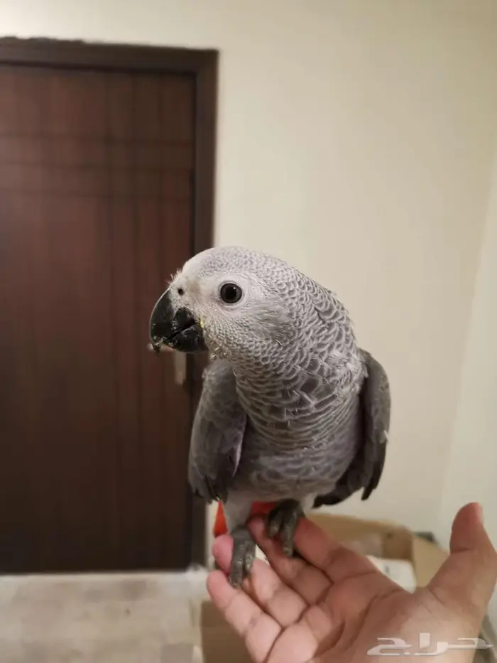 كاسكو فرخ - تم البيع 5