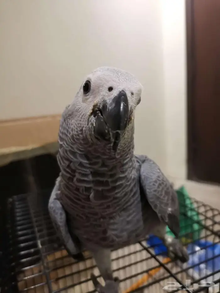 كاسكو فرخ - تم البيع 1