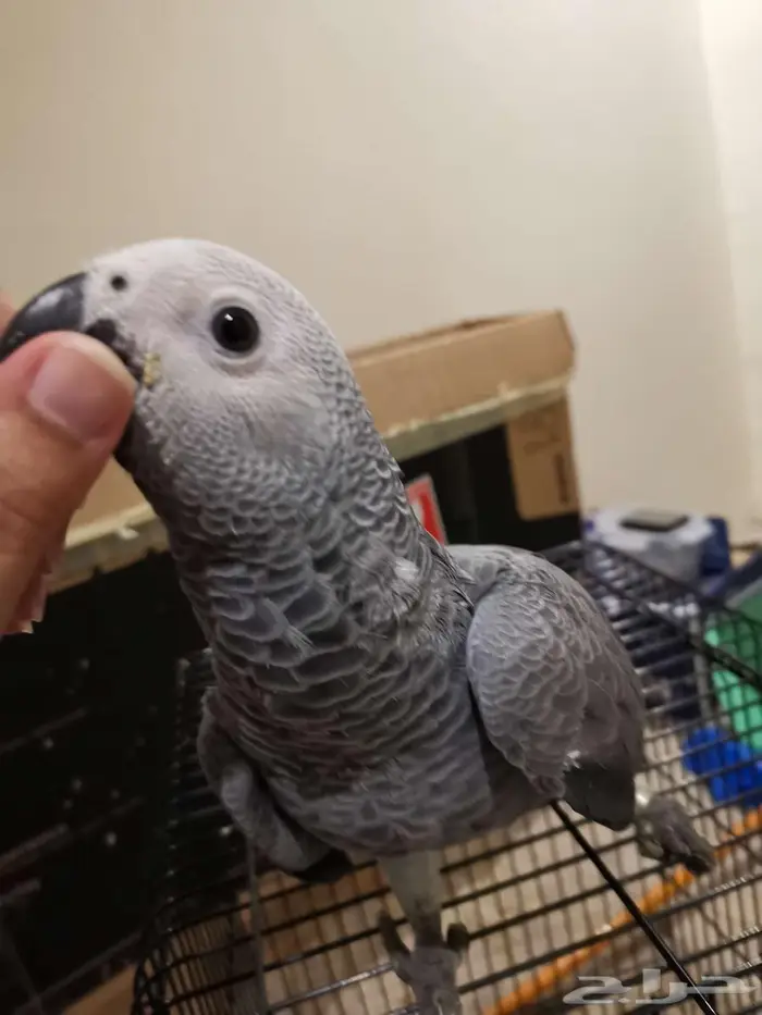 كاسكو فرخ - تم البيع 0