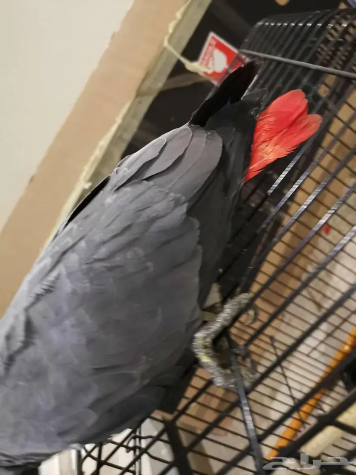 كاسكو فرخ - تم البيع 3