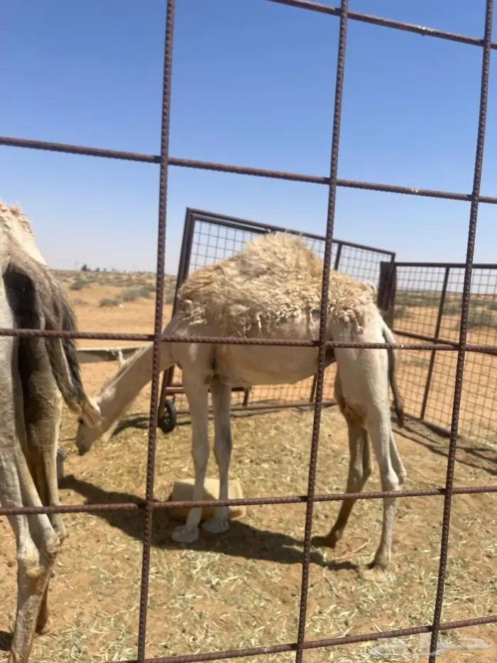 للبيع بكرا وضحي 0