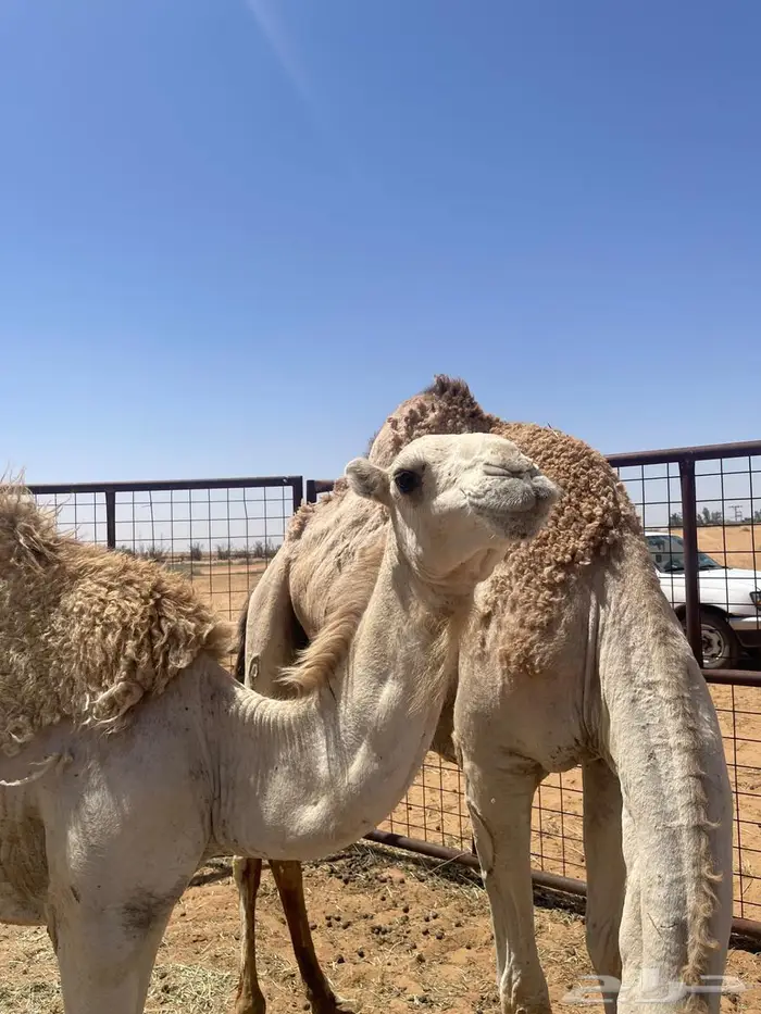 للبيع بكرا وضحي 1