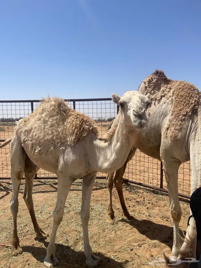 للبيع بكرا وضحي 2