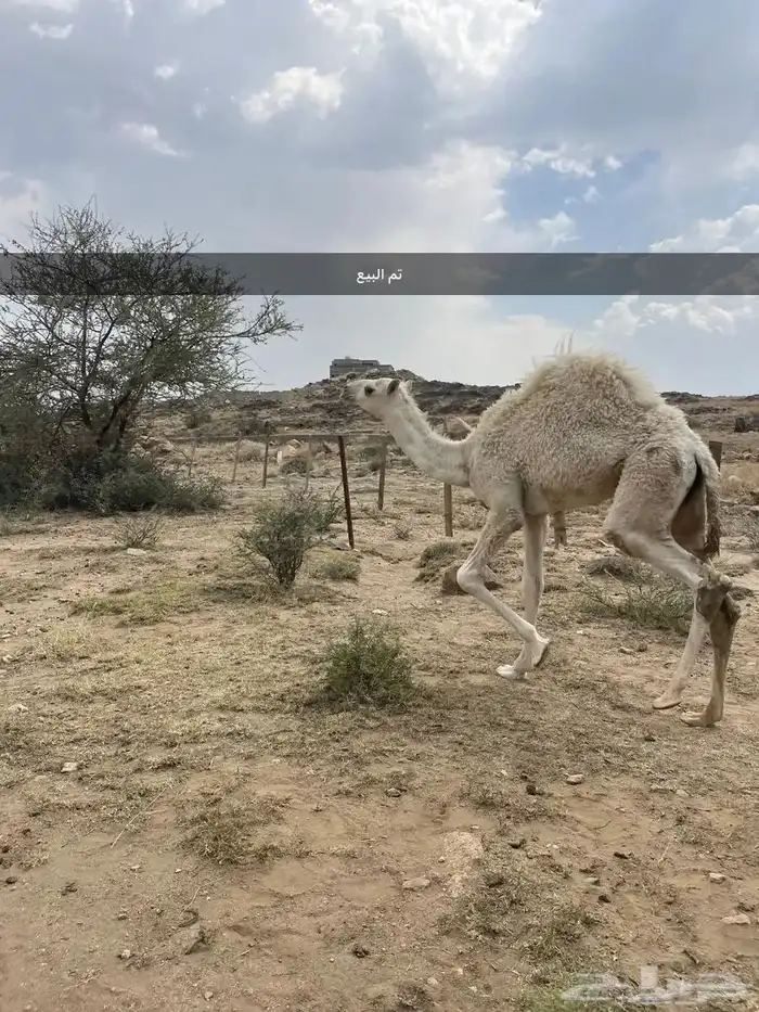 حشوان للبيع تم البيع 1