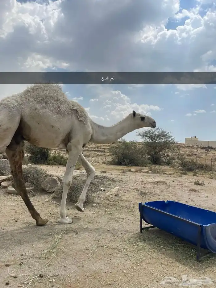 حشوان للبيع تم البيع 2