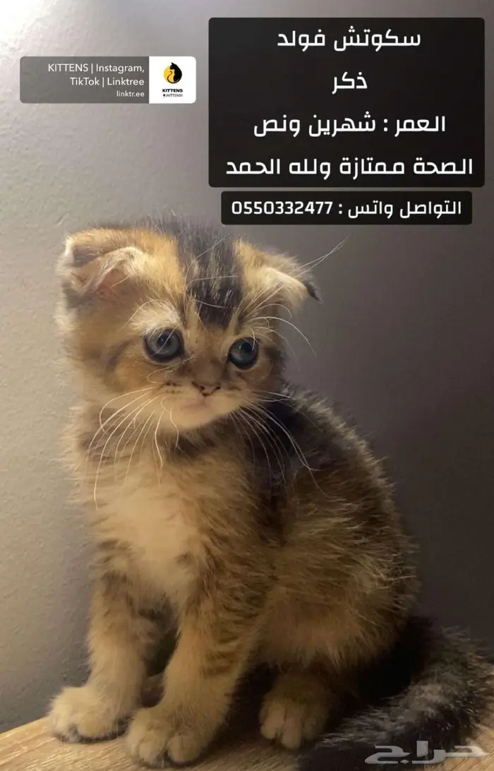 سكوتش 4