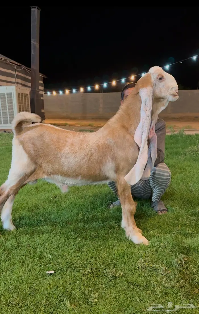 تم البيع مشروع فحل هولندي معرف لاهل الزين 1