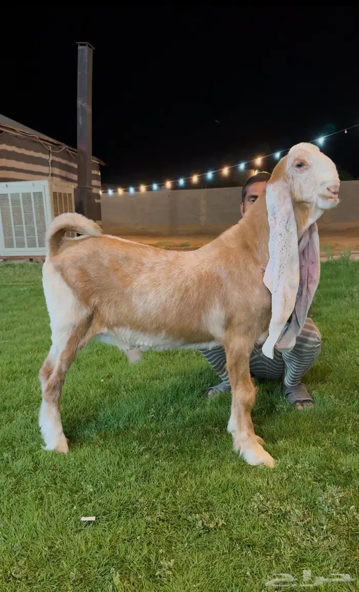 تم البيع مشروع فحل هولندي معرف لاهل الزين 3