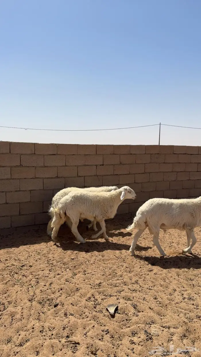 ضحايا حري بريه 2