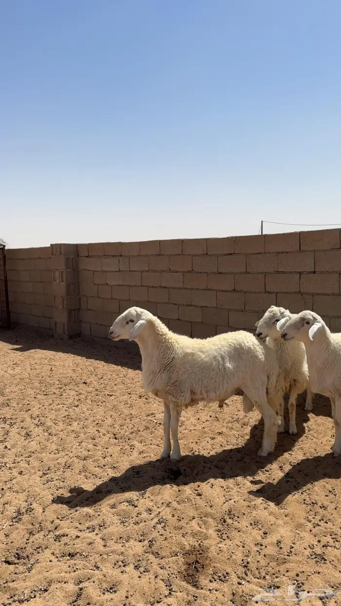 ضحايا حري بريه 1