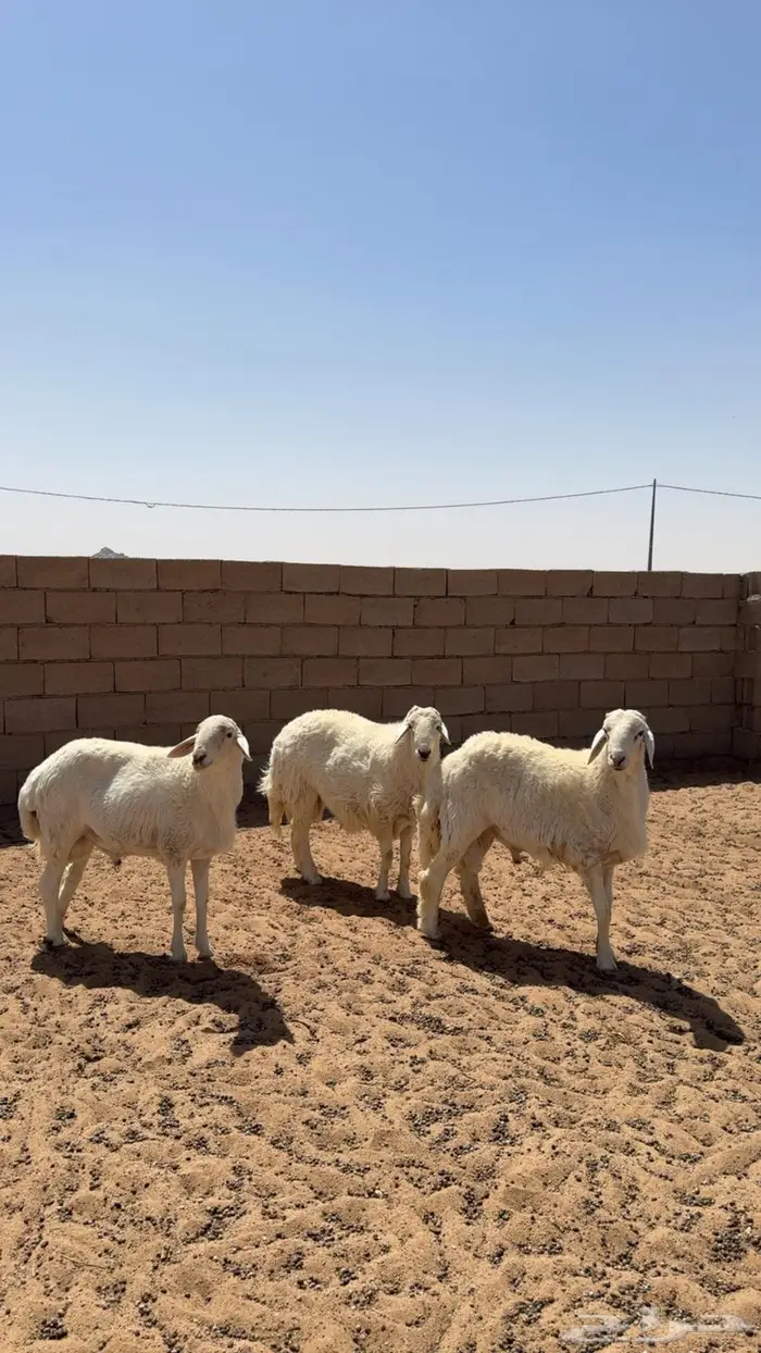 ضحايا حري بريه 0