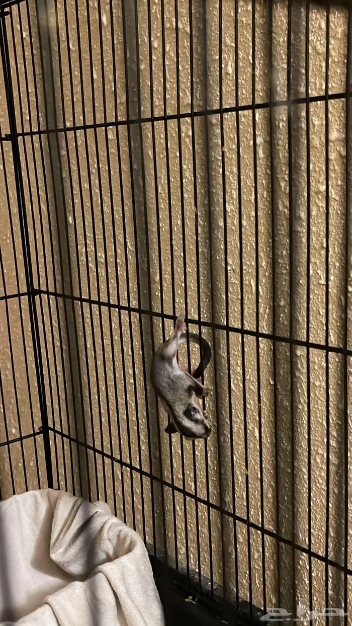 زوج شوقر قلايدر 1