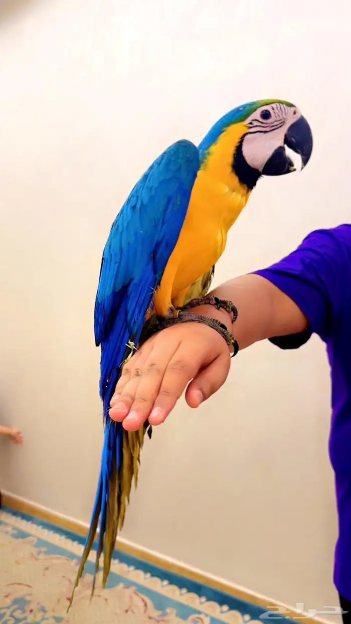 فروخ مكاو بلو اند قولد اليفه جدا ماشاءلله تم البيع 3