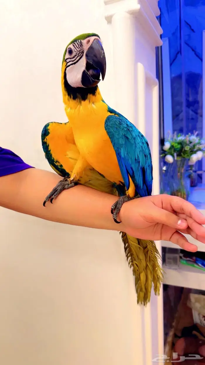 فروخ مكاو بلو اند قولد اليفه جدا ماشاءلله تم البيع 0