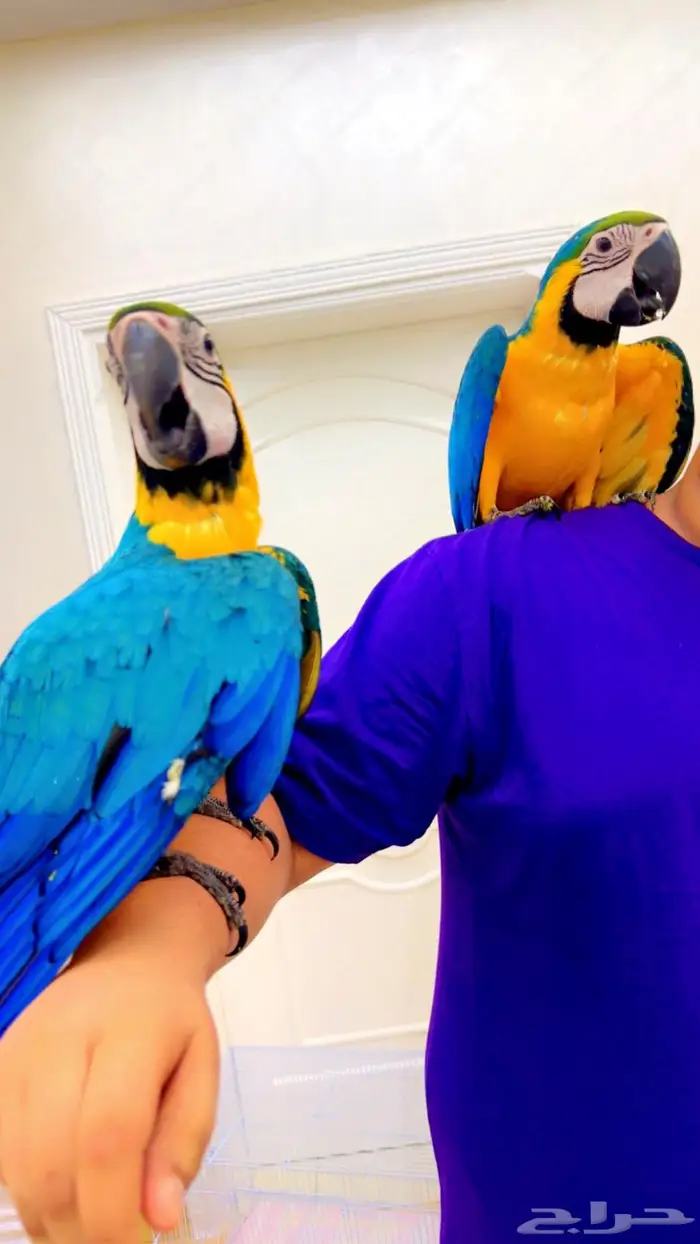 فروخ مكاو بلو اند قولد اليفه جدا ماشاءلله تم البيع 1