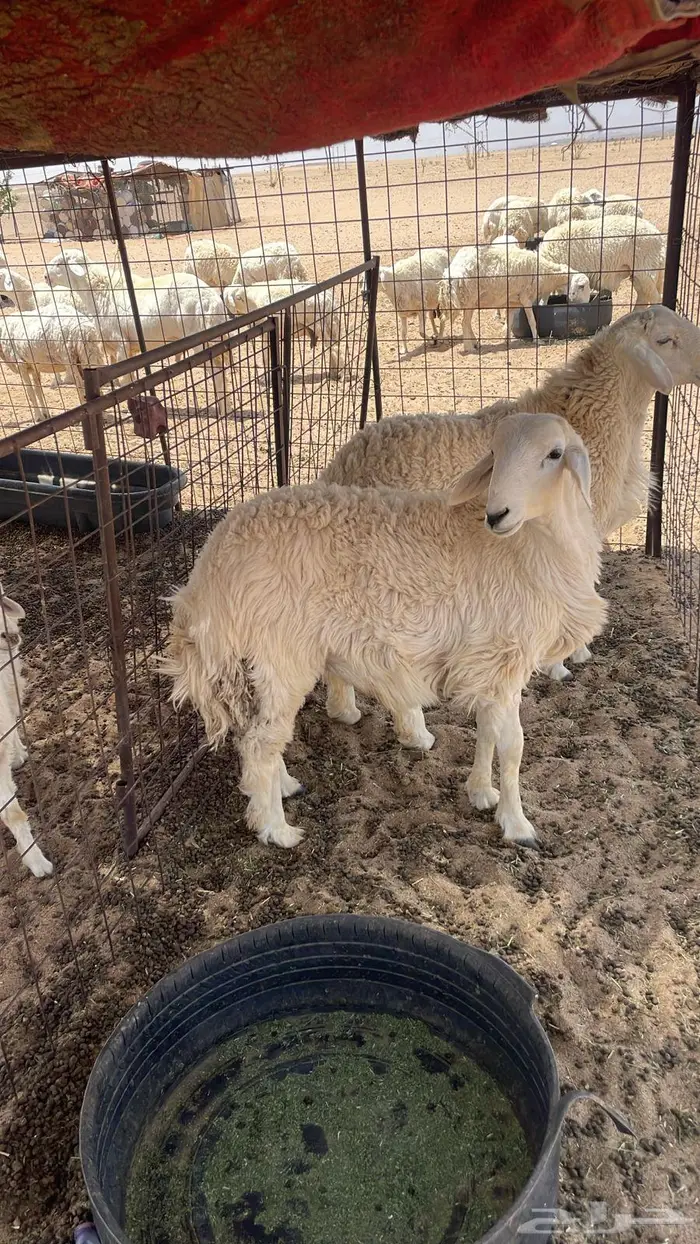 طليان ضحايا 0